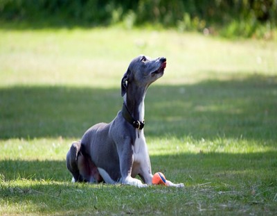 toy whippet