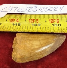 Rare Carcharodontosaurus Dinosaur Tooth T Rex Cousin 95 Mil Yrs Fossil 2 1/2”