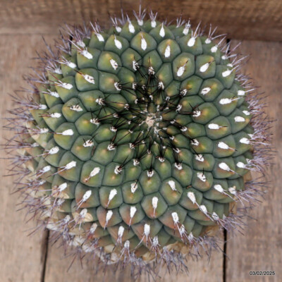 D2694 GYMNOCALYCIUM SAGLIONIS TILCARA ULTRA RARE pot22-H21-W26 cm MaMa Ca