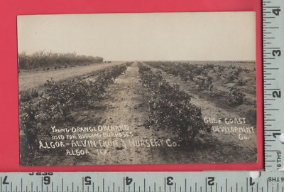 E453 Alvin Fruit Co orchard photo postcard Algoa Texas Gulf Coast Development Co
