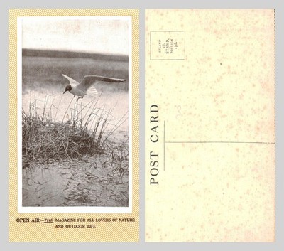 Vintage Postkarte - Open Air Magazin Naturfotografie Vogelnest UNBESENDET