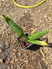 Trachycarpus Fortunei 'Naini Tal' - 11 cm Pot Hardy Palm Seedling Nainital
