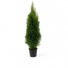 Smaragd-Thuja-Lebensbume online kaufen | eBay.de