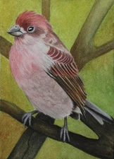 Purple Finch, Bird ACEO Original Art, 3.5 x 2.5 in, Pencil, Watercolor 