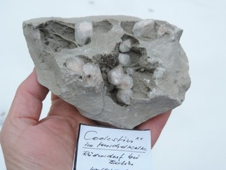 Coelestin im Muschelkalk aus Rüdersdorf bei Berlin