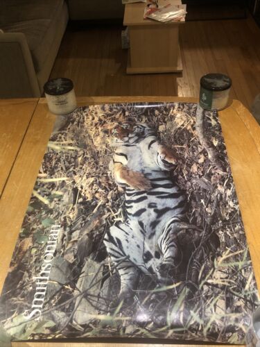 VINTAGE SMITHSONIAN MAGAZINE AUG 1978 TIGER POSTER-SAVING OPERATION AFTER A KILL - Afbeelding 1 van 13