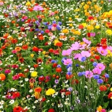 WildFlower Meadow Seed ✳️Buy 1 GET 1 Free ✳️Annual/Perennial Plants Bees.12g mix 329.17 per kilo