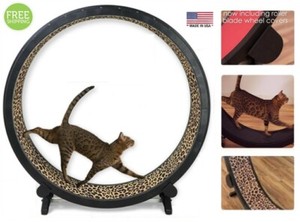 cat exercise toys