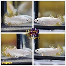 Live Betta Fish HMPK Female Yellow Dragon Good for Sorority/Breed USA Seller