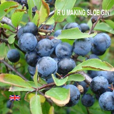R U MAKING SLOE GIN ?  CORDED MUSLIN FILTER BAG  25CM X 25CM  £5.25 FREE POST!