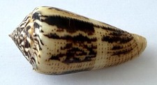 Coquillage Conidae MAGUS
