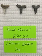 LOT OF 3..7/8 Inch Lemon Shark Teeth From Bone Valley Florida & Bonus