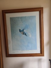 Diving Kingfisher By Raymond Ching (Print)