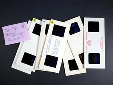 7 Stereo Realist 3D slides - Florida Horse Statues Jack Covey - JC #76