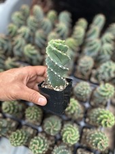 Spiral Cactus Tornado Cactus Cereus Forbesii Spiralis Twisted Cactus 2.5 Pot