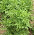 1000 SWEET WORMWOOD Artemisia Annua Sweet Annie Mugwort Sagewort Herb Seeds