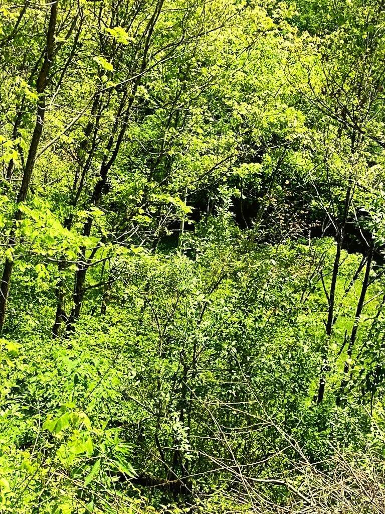 49 Acres of Land for Sale in Royalton, Kentucky [Owner Financing Available] eBay