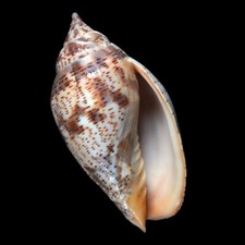 Volutoidea-0089 Harpulina lapponica 89.6mm LARGE AGED FROM SOUTH INDIA