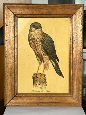 Vogelillustration, rustikalen Holzrahmen, Accipiter nisus (L.) Sperber H. Arndt