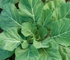 CHAMPION COLLARD GREENS SEEDS 300+ healthy GARDEN southern COOKING FREE SHIPPING