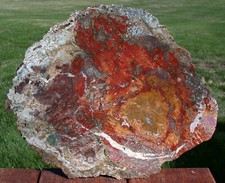 SiS: SHOCKING Orange, Red, Yellow and Green HAMPTON BUTTE Petrified Wood Slab!