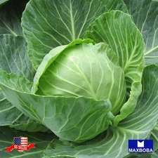 Cabbage Fresh Seeds - Golden Acre - Non-GMO Heirloom Vegetable