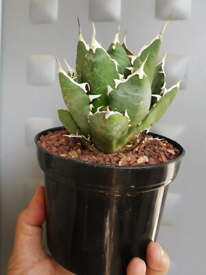 Agave Oaxaca, Agave Titanota, Agave Oteroi, special, Agave Oaxaca