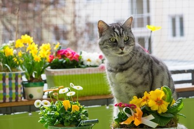 Katzenschutznetz Für Balkon & Terrasse – 3x4 Meter, Schwarz, 3 Cm Maschen