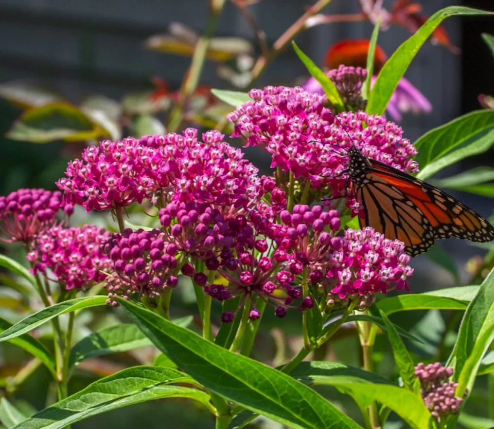 Semillas de algodoncillo de pantano, Asclepias Incarnata, algodoncillo rosa, fácil crecimiento, ENVÍO GRATUITO Foto 2 de 2