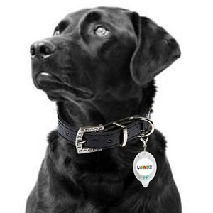 dog accessories ebay