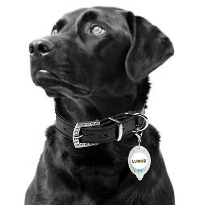 Clip On Lumeez® LED Safety Night Glow Light for Pet Dog Collar Various Colours