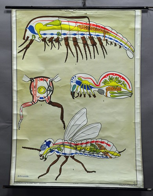 #ad old pull down wall chart anatomy animal kingdom crayfish spider insect $185.99