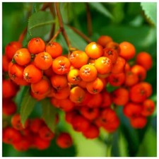 5 Mountain Ash Rowan Sorbus Trees / 4-5ft Tall, Bird