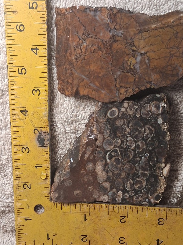 Rough 2 Slab Lot Turrtella/ Cal. Brecciated Jasper 190g. 5/16" Thick #C-11
