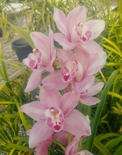 Cymbidium Barrita Whop 'Pink  Dark Lip'  1 1/2 Gallon Pot
