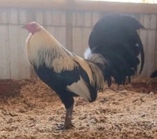 10 Chicken Hatching Eggs.