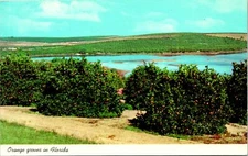 Florida Orange Groves Spring Lake FL Postcard unused (11788)