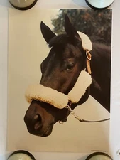 Thoroughbred Poster Pro arts Vintage Original Race Track Horse Racing Horses