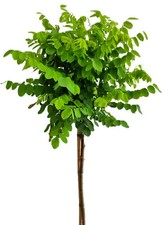 Kugelakazie - Robinia Umbraculifera - Hochstamm 80 - 100 cm