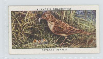 skylark tobacco 1937 Player's Cigarettes Tobacco Card Skylark (F) Birds & Their Young #33