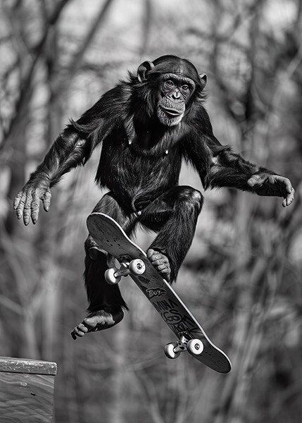 Monkey Skateboarding #6 - Cute Funny Animals - Poster | eBay