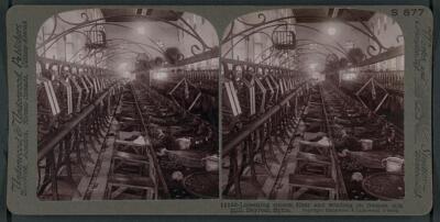 Loosening cocoon fiber and winding on frames, silk mill, Beyrout, S - Old Photo
