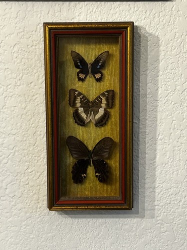 Vintage Framed Butterfly Shadow Box Display 3 Specimens A&B Originals Texas