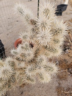 elefantenfuss blätter werden braun Elefantenfuss | Beaucarnea recurvata main image 0