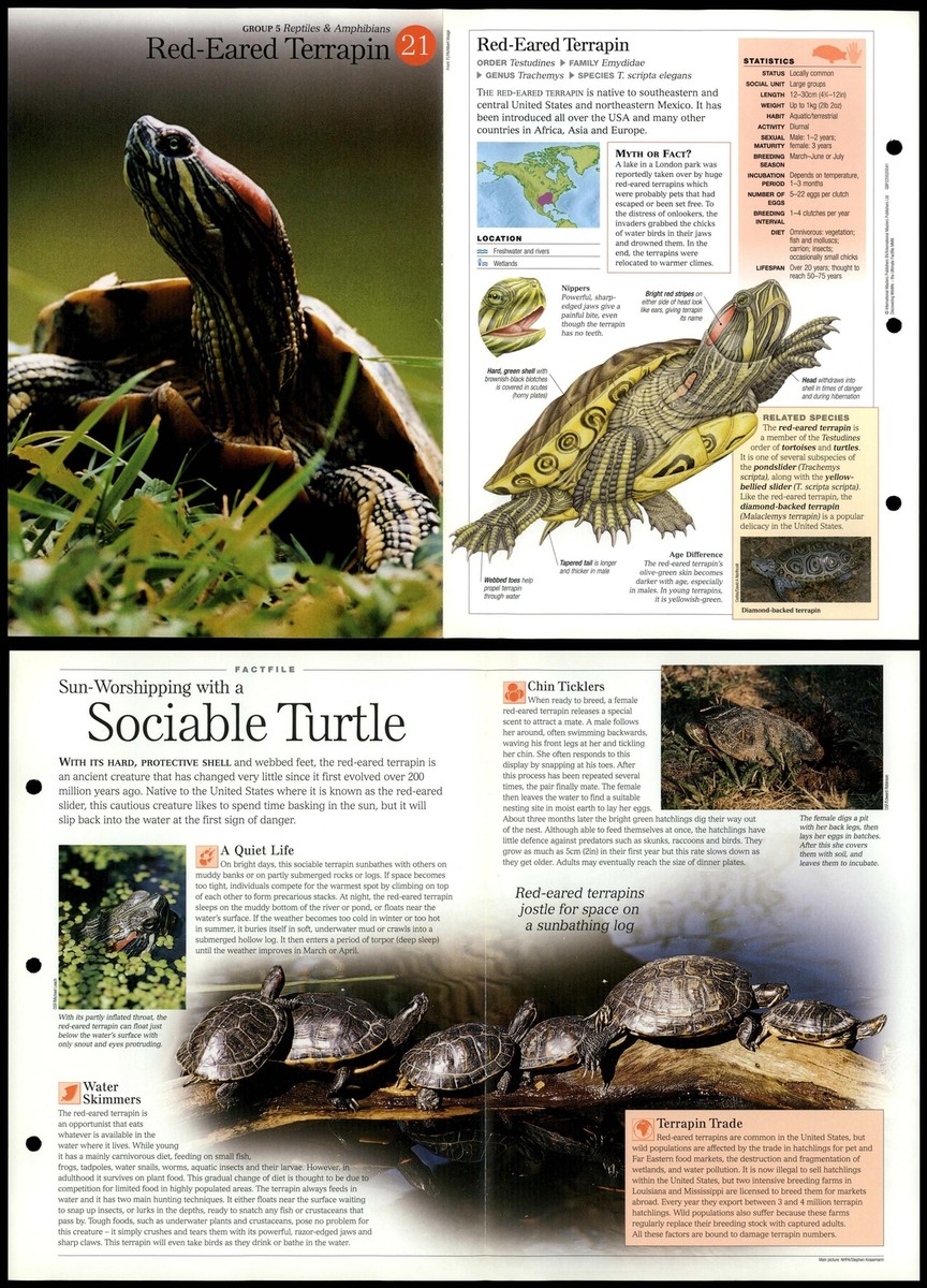 Red-Eared Terrapin #21 Reptiles Discovering Wildlife Fact File