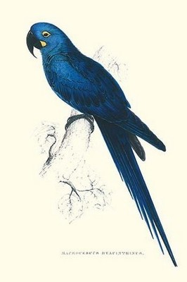 Blue & Yellow Macaw - Ara Ararauna Edward Lear Poster Print
