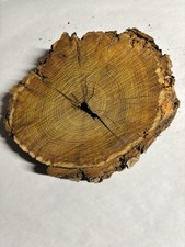 Natural OSAGE ORANGE Live Bark Edge Wood Slic...