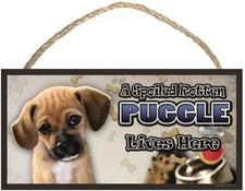 A Spoiled Rotten Puggle Portrait View Lives Here Dog Sign/Plaque Featuring the