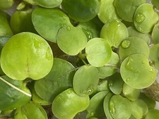 200 Pieces Amazon Frogbit - Live floating plant aquatic aquarium/pond