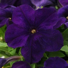 PURPLE PETUNIA ALDERMAN SEEDS 50 COUNT HANGING BASKET OR FLOWERBED